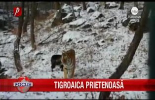 Tigroaica prietenoasa