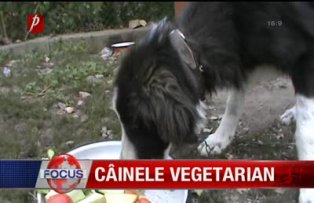 Câine vegetarian