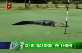 Cu aligatorul pe teren