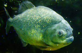 O fetita de 6 ani a fost mancata de piranha
