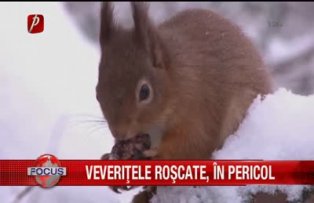 Veveritele roscate in pericol