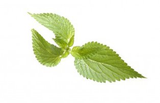 Trateaza anemia cu suc de urzici