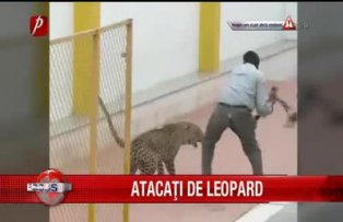 Atacati de leopard