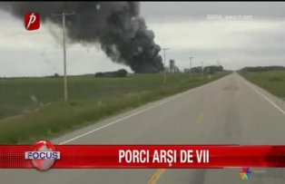 Porci arsi de vii