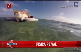 Pisica pe val