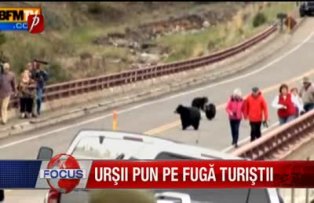 Ursii pun pe fuga turistii