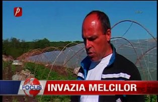 Invazia melcilor