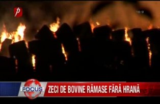 Zeci de bovine ramase fara hrana