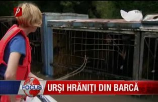 Urşi hrăniţi din barcă