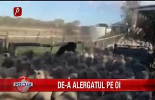 De-a alergatul pe oi