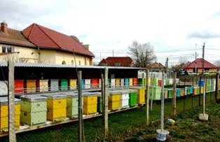 Pasiunea le-a turnat miere in sange