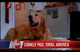 Cainele Figo eroul Americii