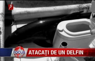 Atacati de un delfin