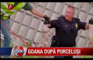 Goana dupa purcelusi