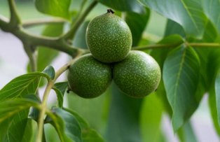 Frunzele de nuc, remediu pentru afectiunile pielii si parului