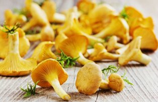 Ciupercile lupta impotriva cancerului si reinnoiesc celulele