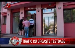 Trafic cu broaste testoase