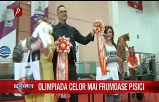 Olimpiada celor mai frumoase pisici
