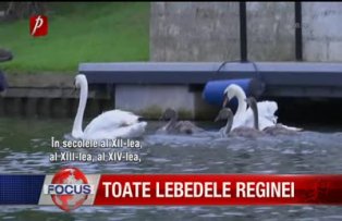 Toate lebedele reginei