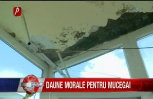 Daune morale pentru mucegai
