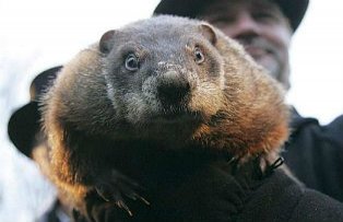 Marmota Phil, care a prezis ca iarna va dura mai mult in SUA, ar putea fi arestata