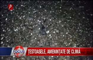 Testoasele, amenintate de clima