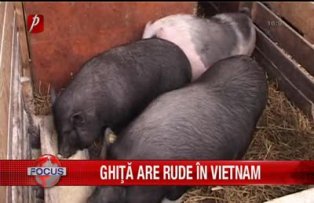 Ghita are rude in Vietnam