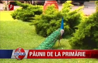 Paunii de la primarie
