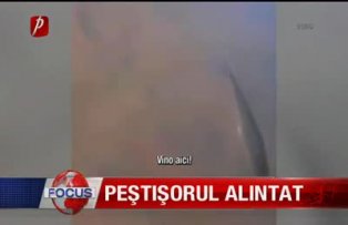 Pestisorul alintat