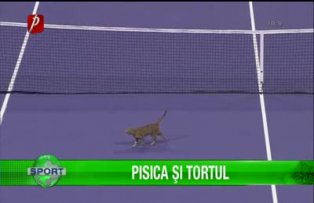 Pisica şi tortul