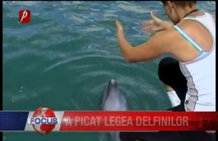 A picat legea delfinilor