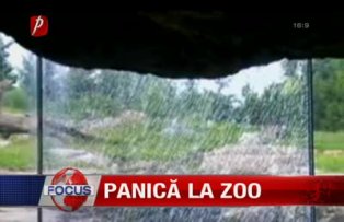 Panica la zoo
