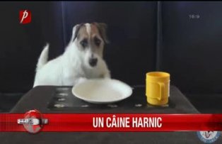 Un caine harnic