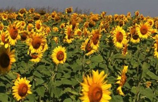 Afectiuni pe care le poti trata cu floarea-soarelui