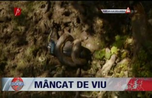 Mancat de viu