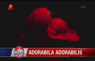Adorabila Adorabilis