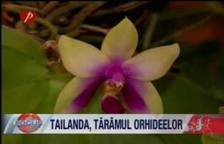 Tailanda taramul orhideelor