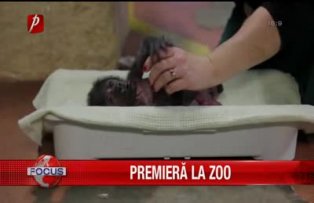 Premiera la zoo