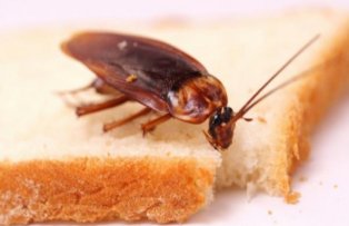 Cele mai bune metode prin care sa scapi de insectele din casa
