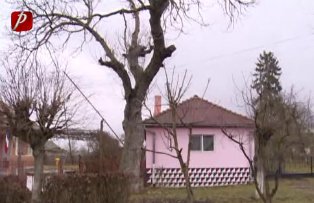 "Revendicarea": Casa unei femei a devenit ruina din cauza unui castan pe care autoritatile nu vor sa-l taie. Ce solutie s-a gasit la problema ei