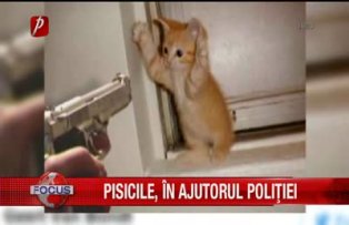 Pisicile in ajutorul politiei