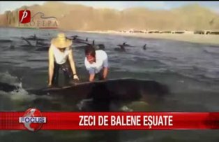 Zeci de balene eşuate