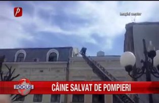 Caine salvat de pompieri