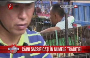 Caini sacrificati in numele traditiei