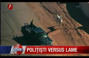 Politisti versus lame