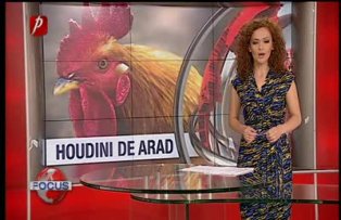 Houdini de Arad