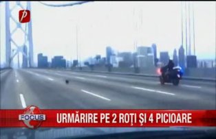 Urmărire pe 2 roţi şi 4 picioare