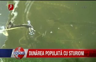 Dunarea populata cu sturioni