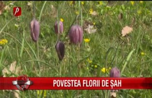 Povestea florii de sah