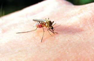 Leacuri pentru intepaturile de insecte